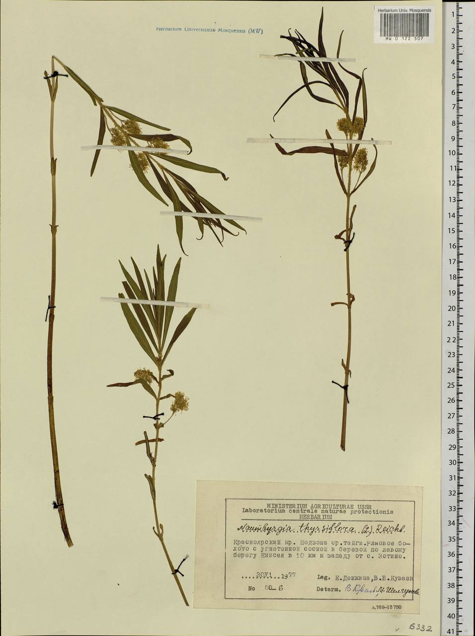 Lysimachia thyrsiflora L., Siberia, Central Siberia (S3) (Russia)