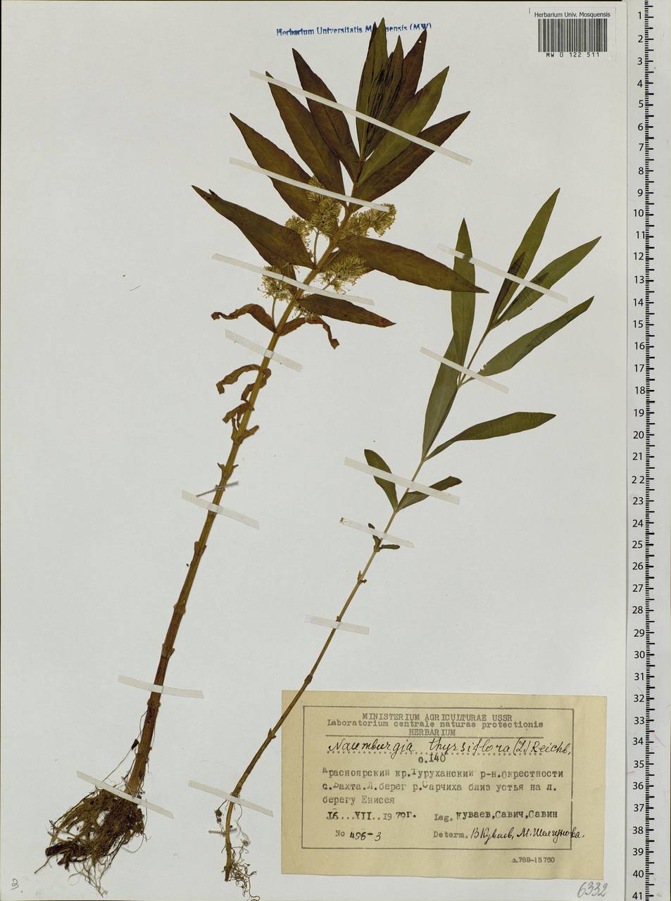Lysimachia thyrsiflora L., Siberia, Central Siberia (S3) (Russia)