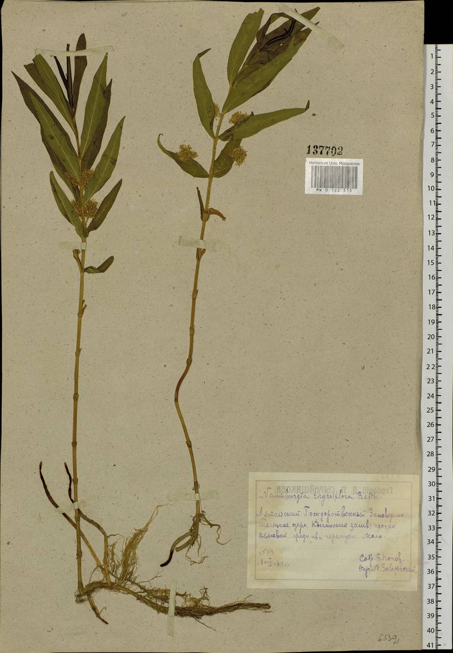 Lysimachia thyrsiflora L., Siberia, Altai & Sayany Mountains (S2) (Russia)