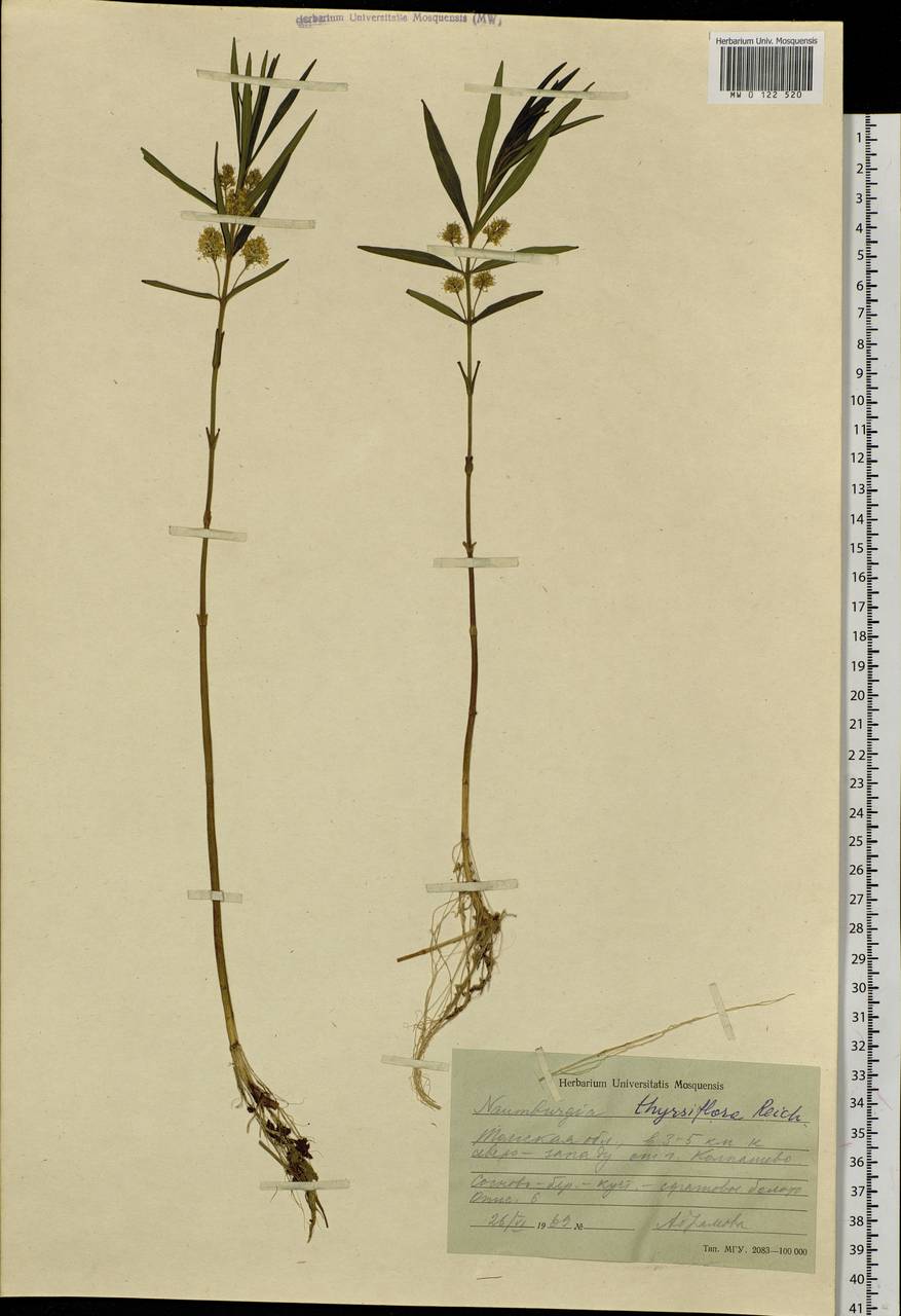 Lysimachia thyrsiflora L., Siberia, Western Siberia (S1) (Russia)