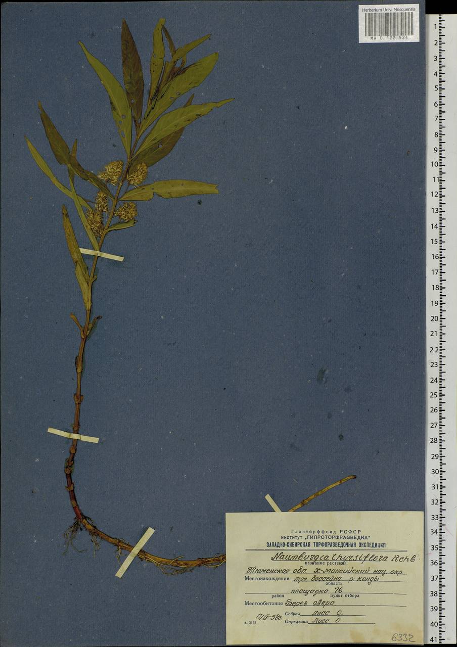 Lysimachia thyrsiflora L., Siberia, Western Siberia (S1) (Russia)