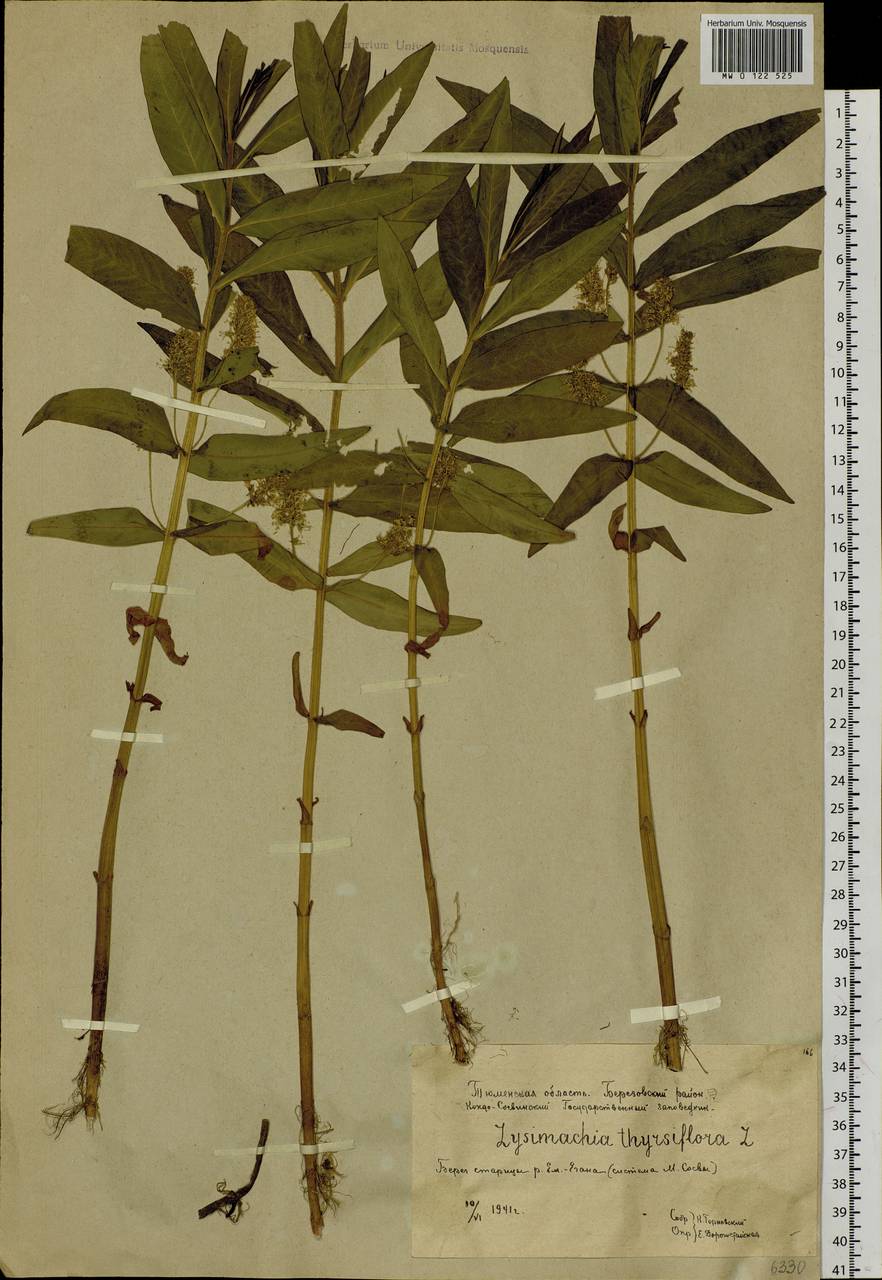 Lysimachia thyrsiflora L., Siberia, Western Siberia (S1) (Russia)