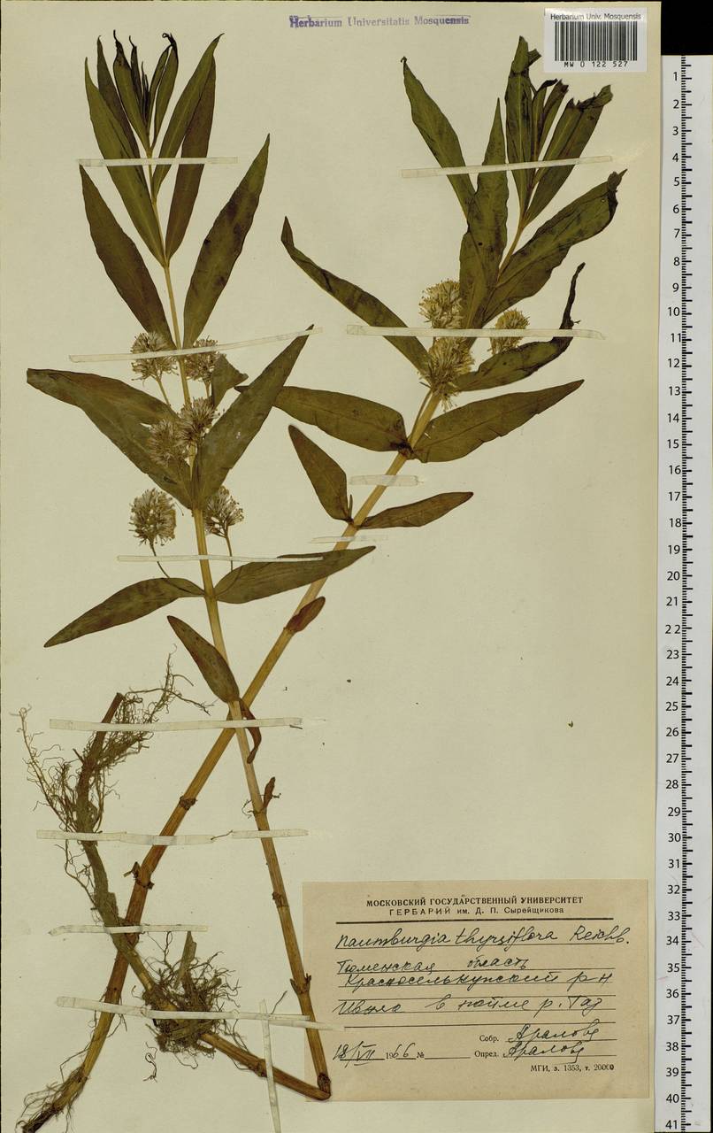 Lysimachia thyrsiflora L., Siberia, Western Siberia (S1) (Russia)