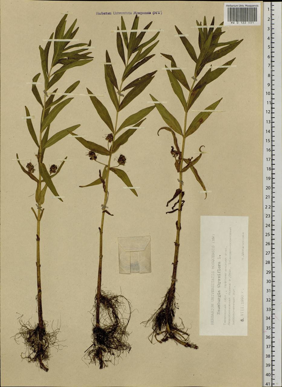 Lysimachia thyrsiflora L., Siberia, Western Siberia (S1) (Russia)
