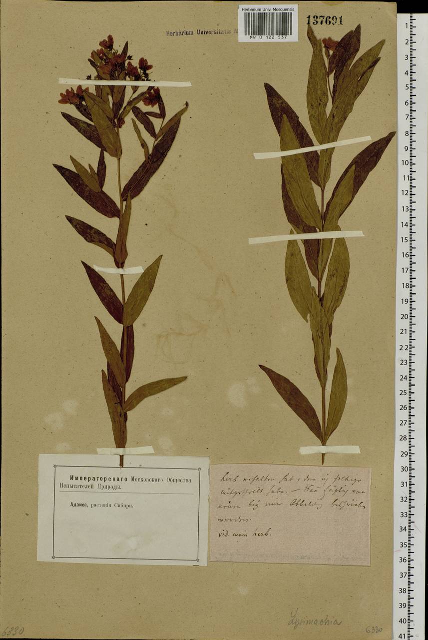 Lysimachia vulgaris L., Siberia, Baikal & Transbaikal region (S4) (Russia)