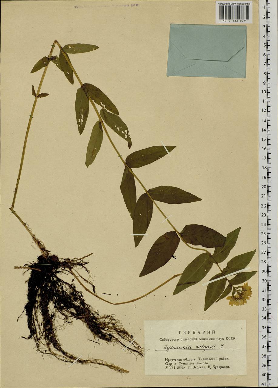 Lysimachia vulgaris L., Siberia, Baikal & Transbaikal region (S4) (Russia)