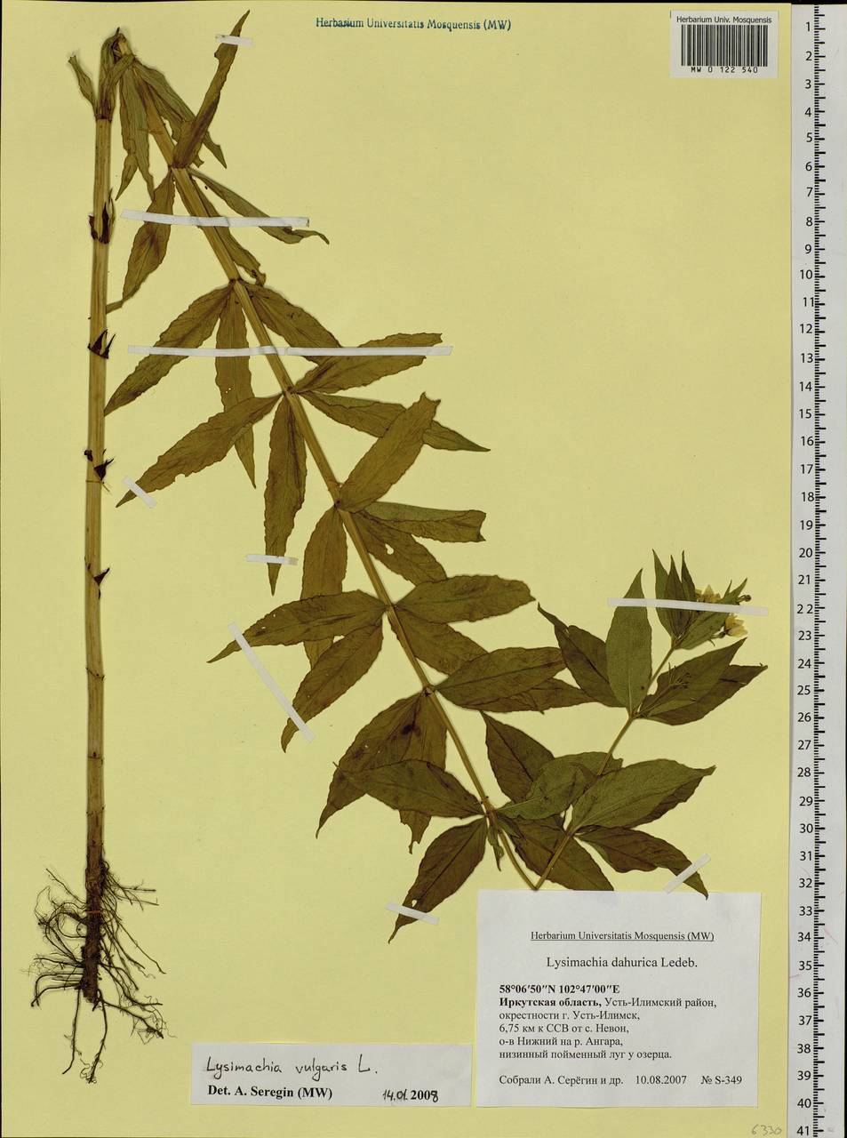 Lysimachia vulgaris L., Siberia, Baikal & Transbaikal region (S4) (Russia)