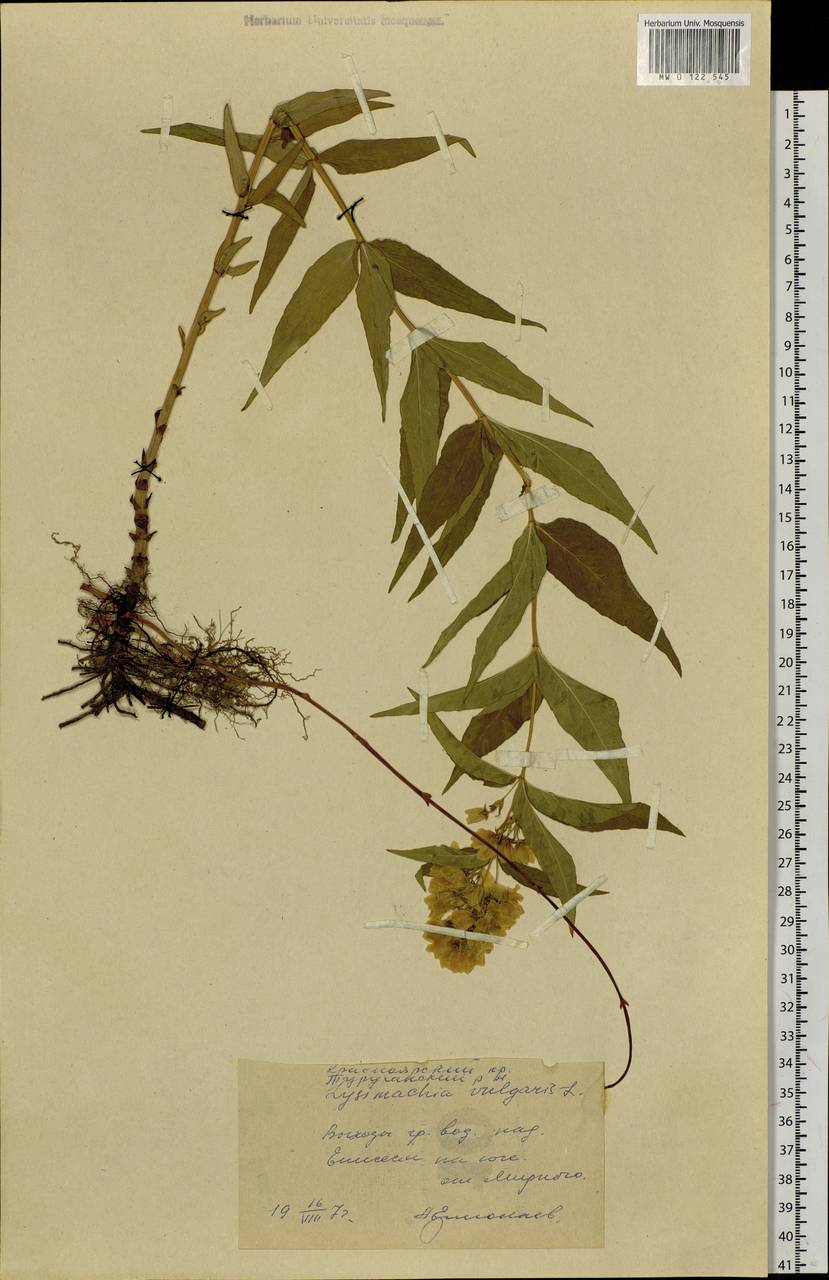 Lysimachia vulgaris L., Siberia, Central Siberia (S3) (Russia)