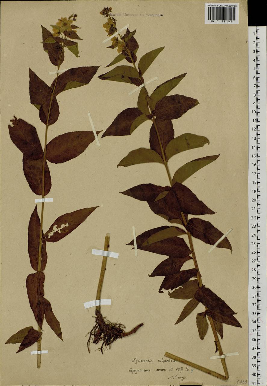 Lysimachia vulgaris L., Siberia, Baikal & Transbaikal region (S4) (Russia)