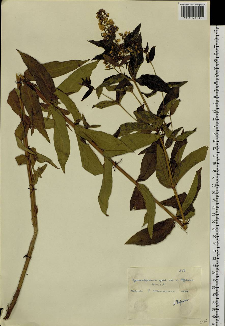 Lysimachia vulgaris L., Siberia, Central Siberia (S3) (Russia)