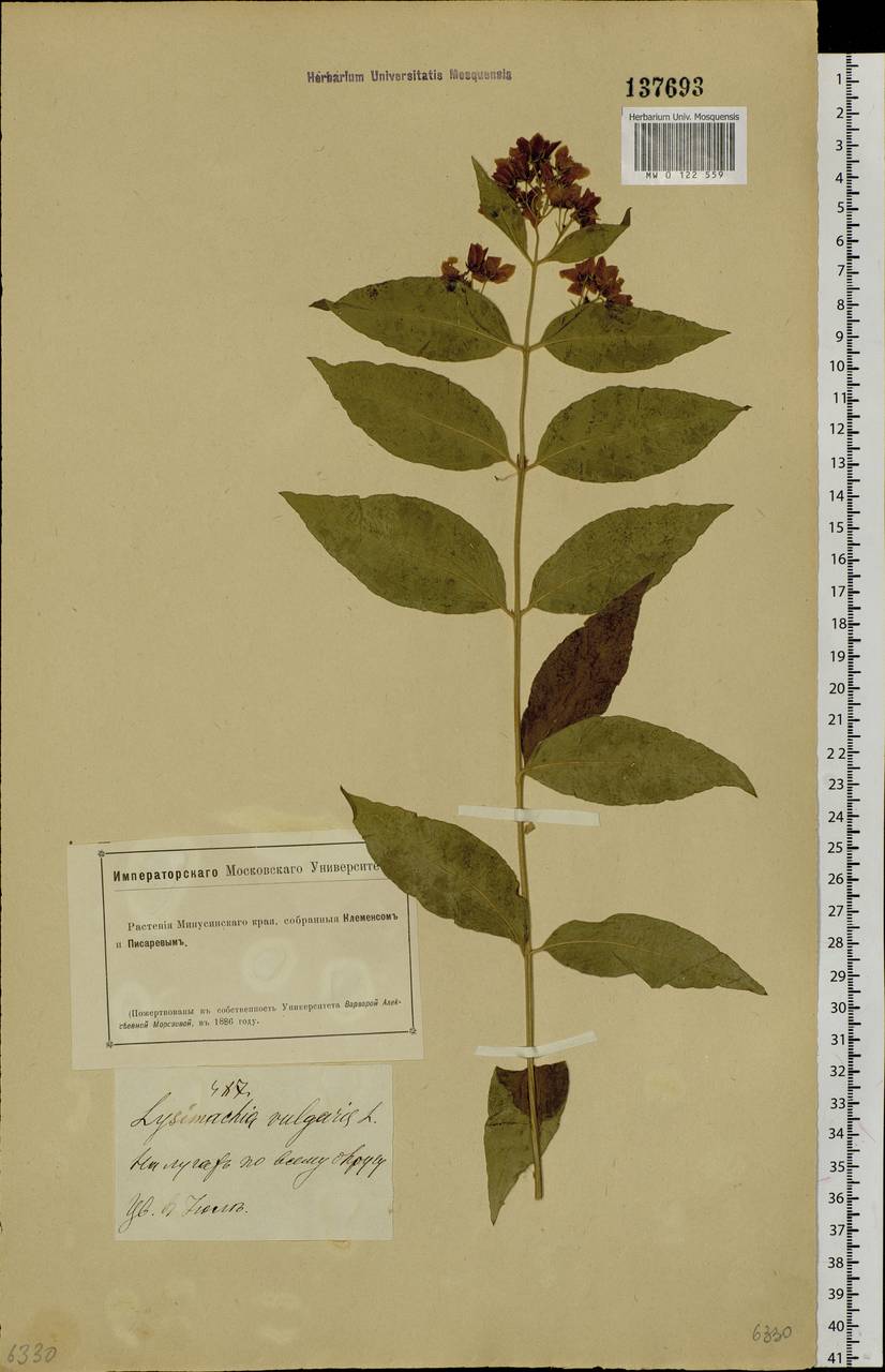 Lysimachia vulgaris L., Siberia, Altai & Sayany Mountains (S2) (Russia)