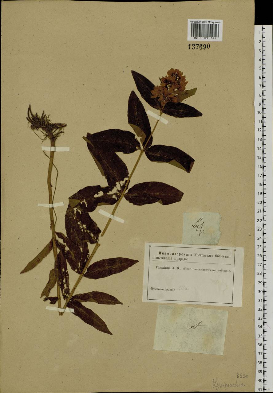 Lysimachia vulgaris L., Siberia, Altai & Sayany Mountains (S2) (Russia)