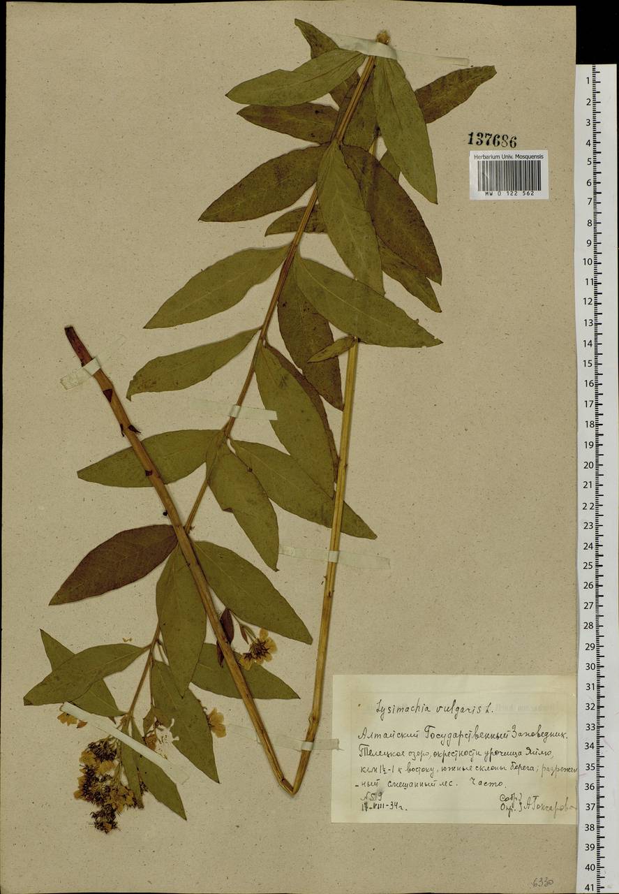 Lysimachia vulgaris L., Siberia, Altai & Sayany Mountains (S2) (Russia)