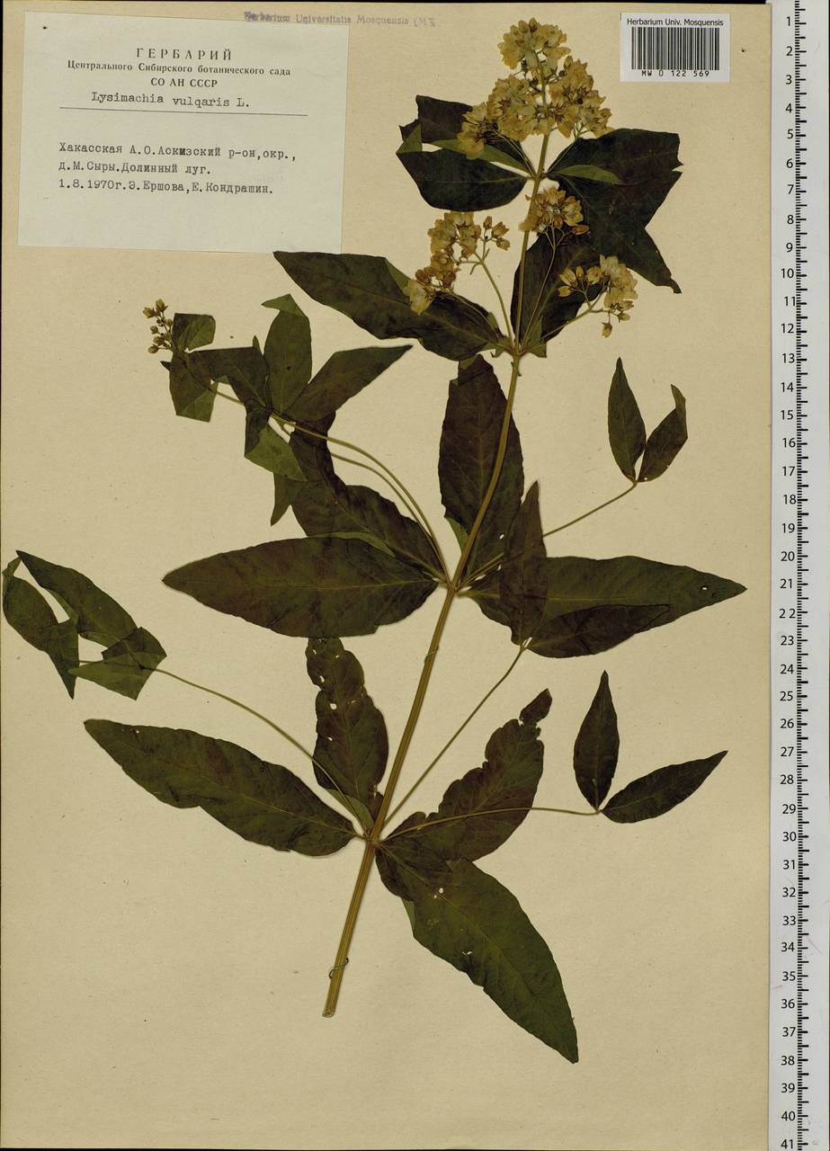 Lysimachia vulgaris L., Siberia, Altai & Sayany Mountains (S2) (Russia)