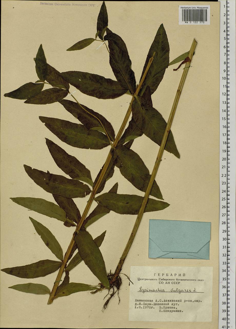 Lysimachia vulgaris L., Siberia, Altai & Sayany Mountains (S2) (Russia)