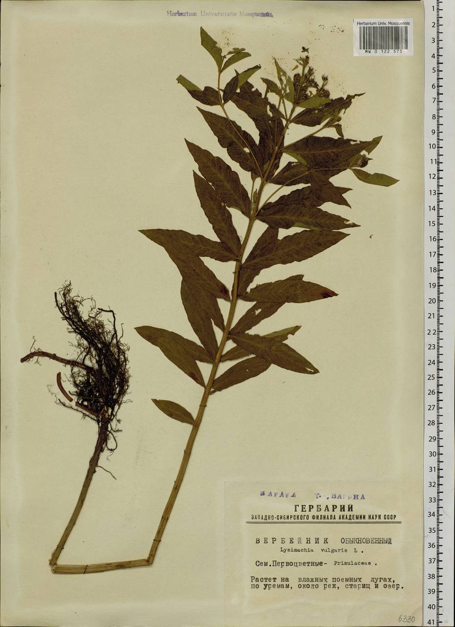 Lysimachia vulgaris L., Siberia, Western Siberia (S1) (Russia)