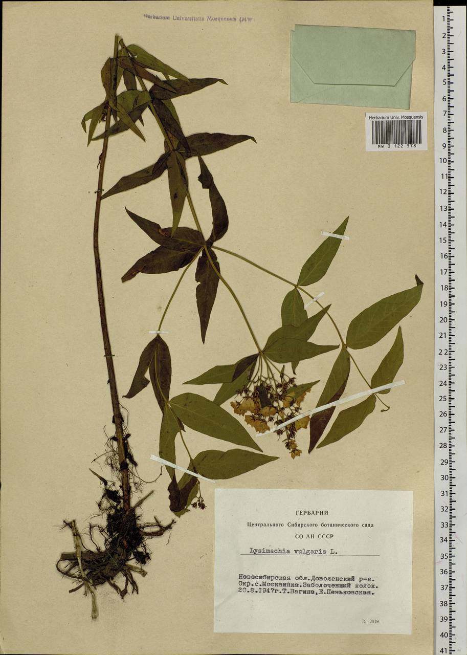 Lysimachia vulgaris L., Siberia, Western Siberia (S1) (Russia)
