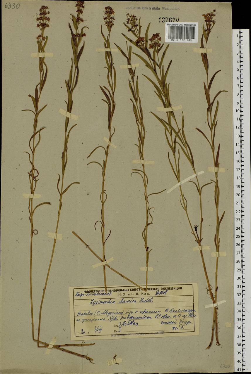 Lysimachia davurica Ledeb., Siberia, Russian Far East (S6) (Russia)