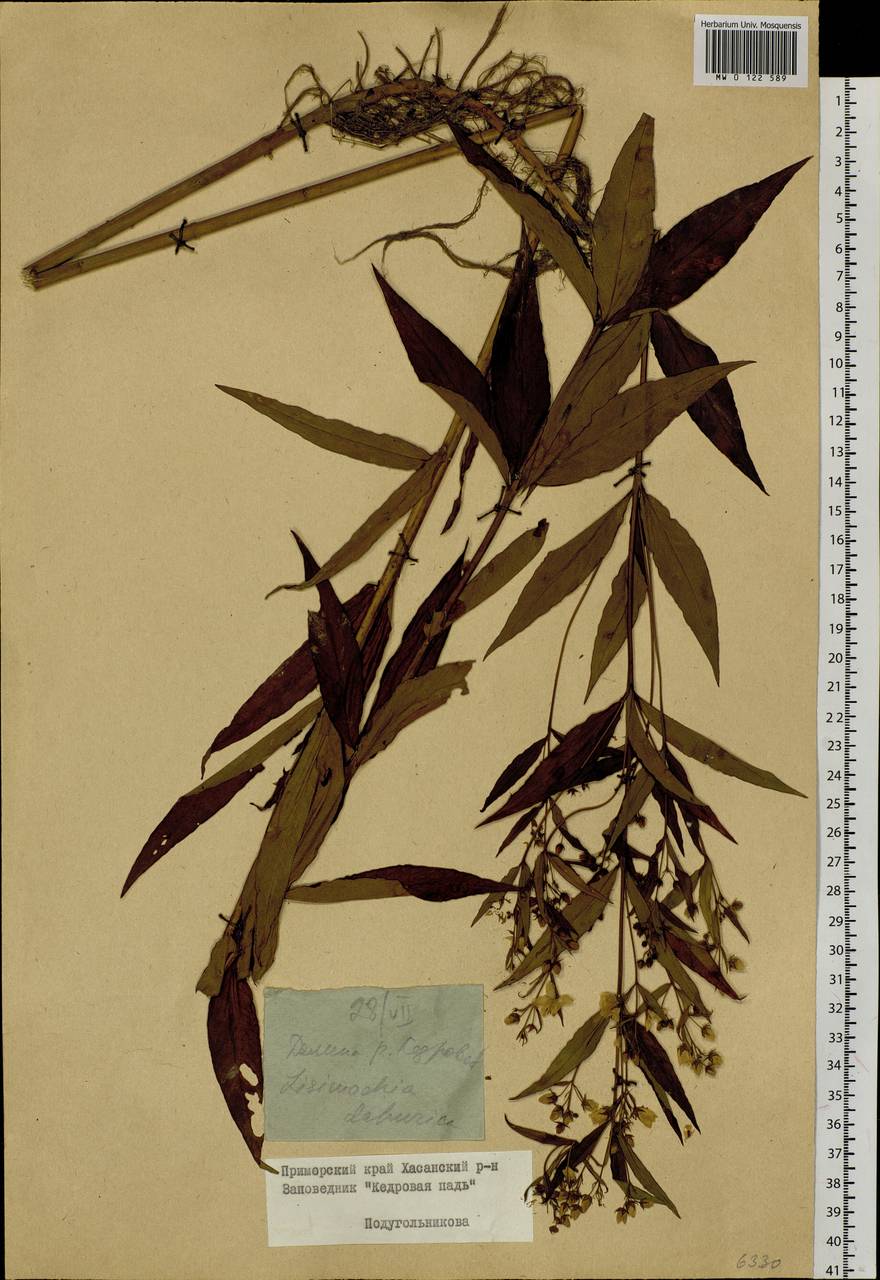 Lysimachia davurica Ledeb., Siberia, Russian Far East (S6) (Russia)