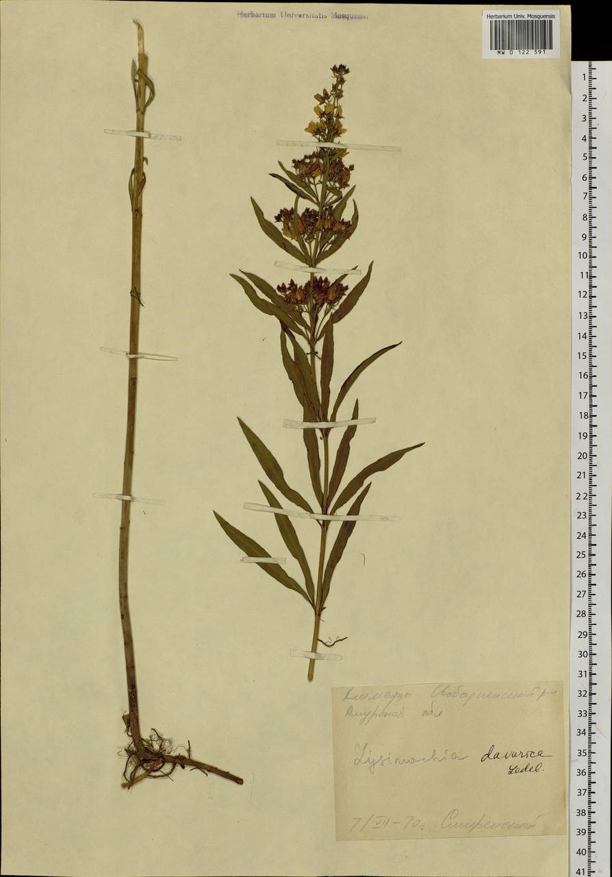 Lysimachia davurica Ledeb., Siberia, Russian Far East (S6) (Russia)