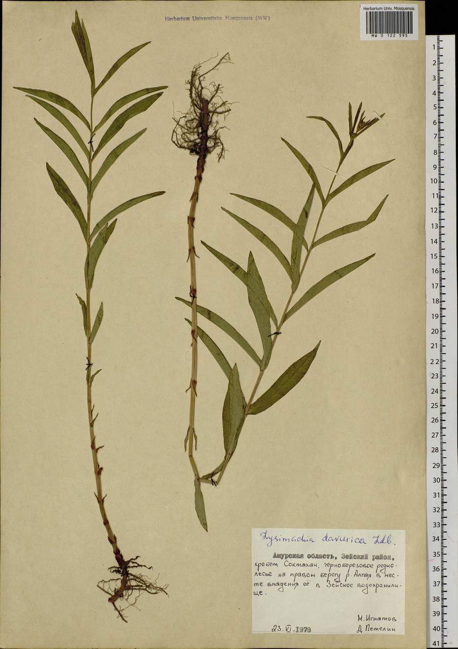 Lysimachia davurica Ledeb., Siberia, Russian Far East (S6) (Russia)