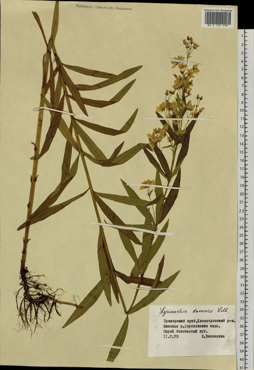 Lysimachia davurica Ledeb., Siberia, Russian Far East (S6) (Russia)