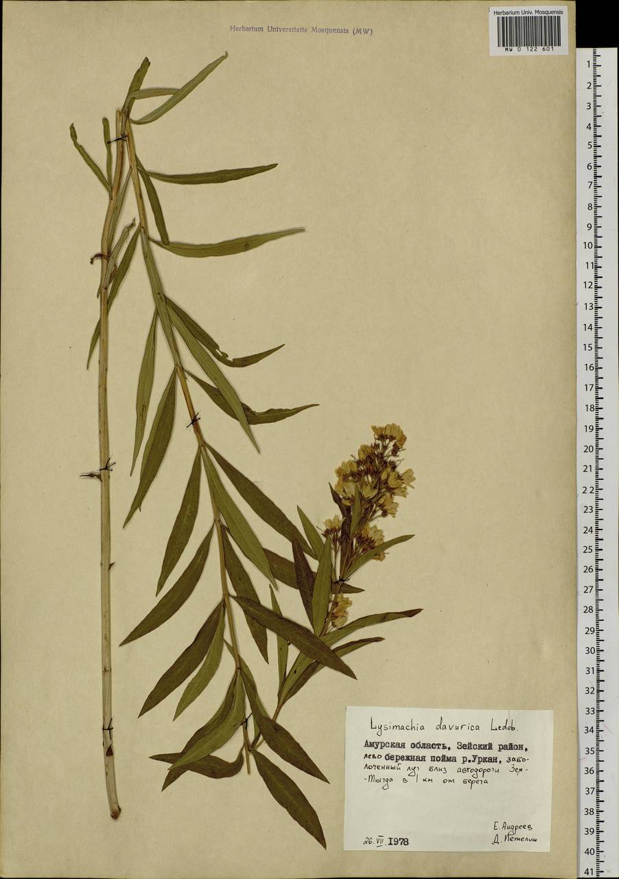 Lysimachia davurica Ledeb., Siberia, Russian Far East (S6) (Russia)
