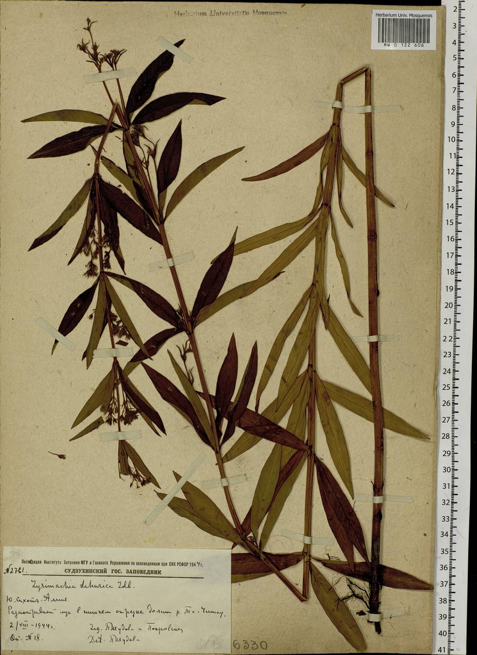Lysimachia davurica Ledeb., Siberia, Russian Far East (S6) (Russia)