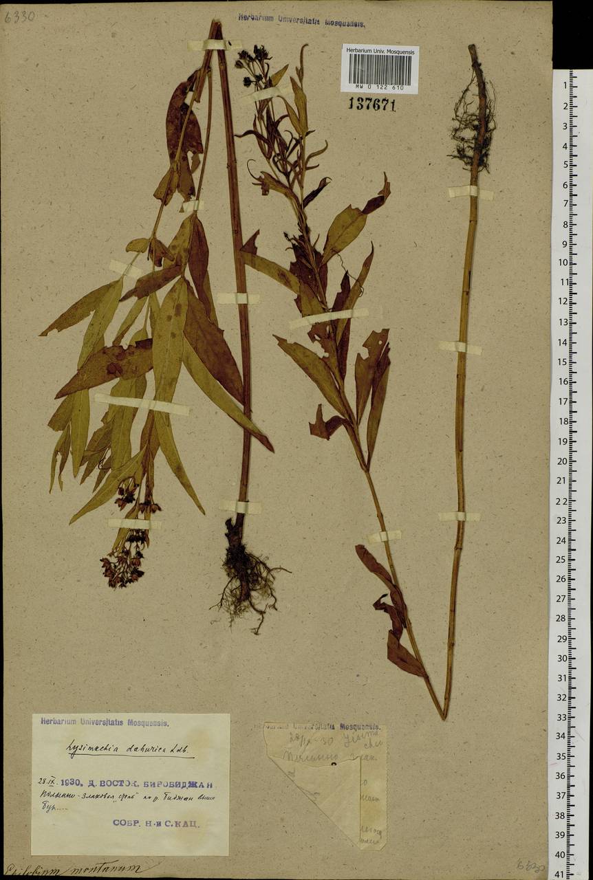 Lysimachia davurica Ledeb., Siberia, Russian Far East (S6) (Russia)