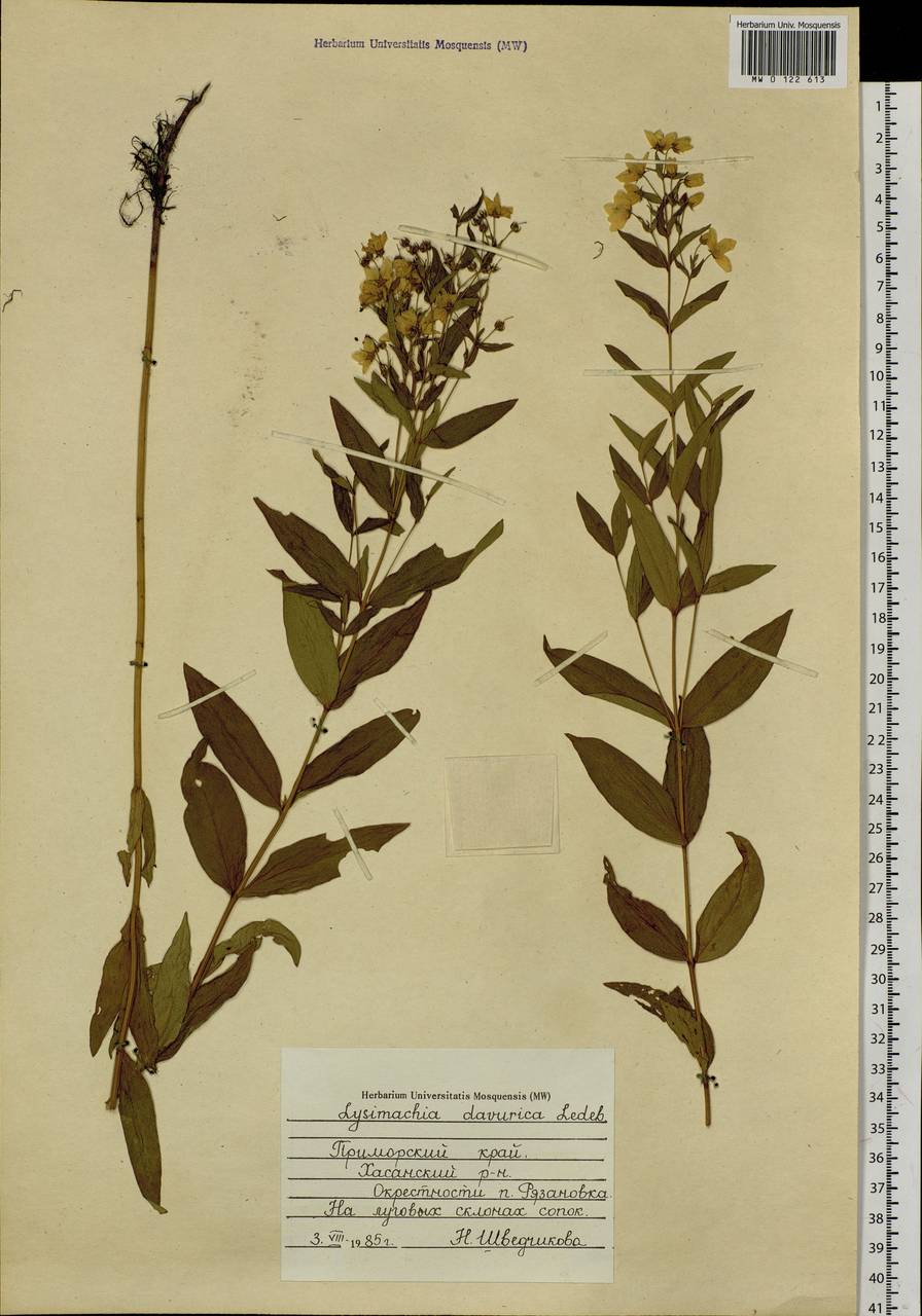 Lysimachia davurica Ledeb., Siberia, Russian Far East (S6) (Russia)