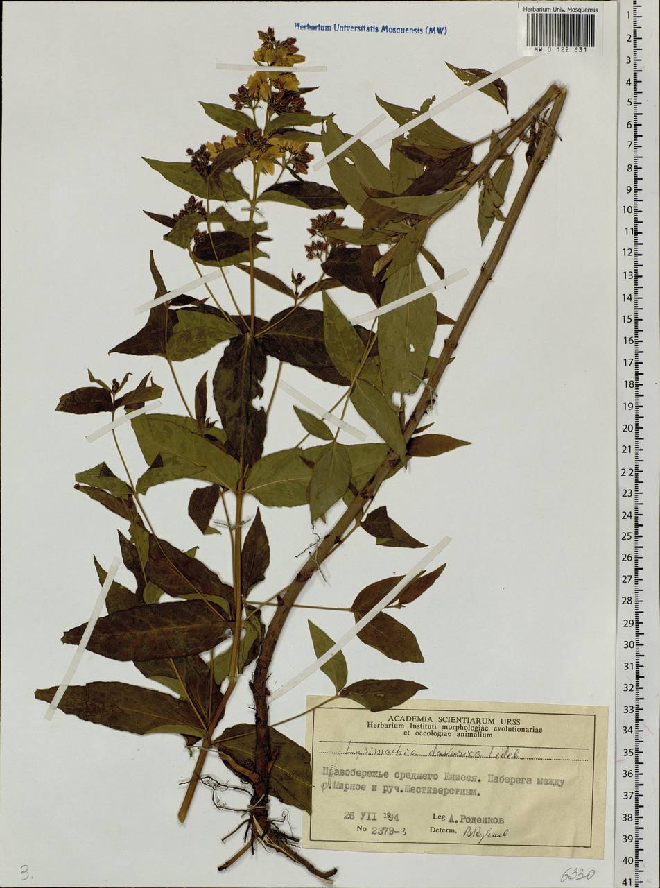 Lysimachia davurica Ledeb., Siberia, Central Siberia (S3) (Russia)