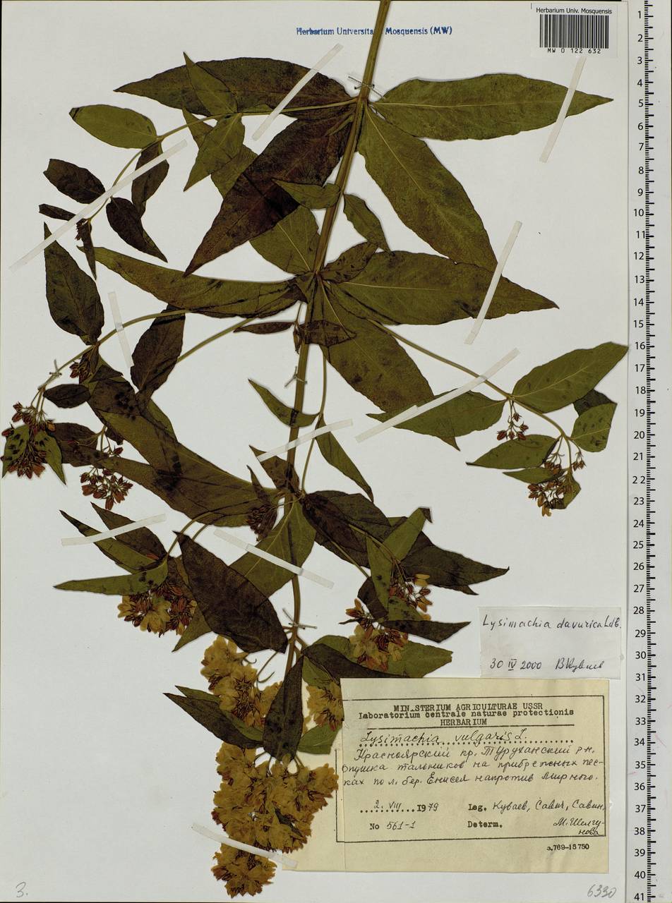 Lysimachia davurica Ledeb., Siberia, Central Siberia (S3) (Russia)