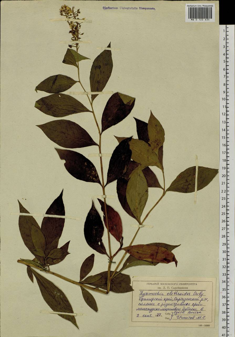 Lysimachia clethroides Duby, Siberia, Russian Far East (S6) (Russia)