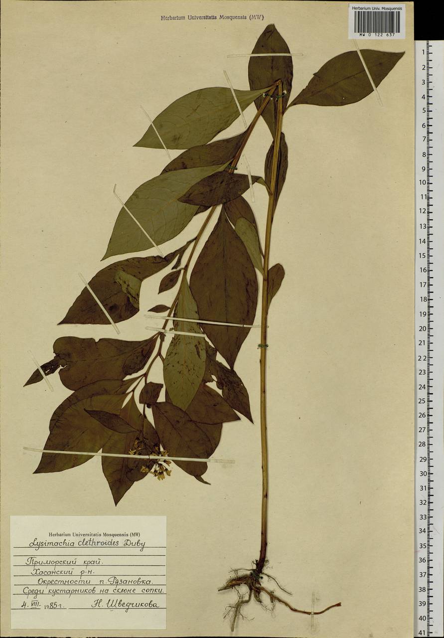 Lysimachia clethroides Duby, Siberia, Russian Far East (S6) (Russia)