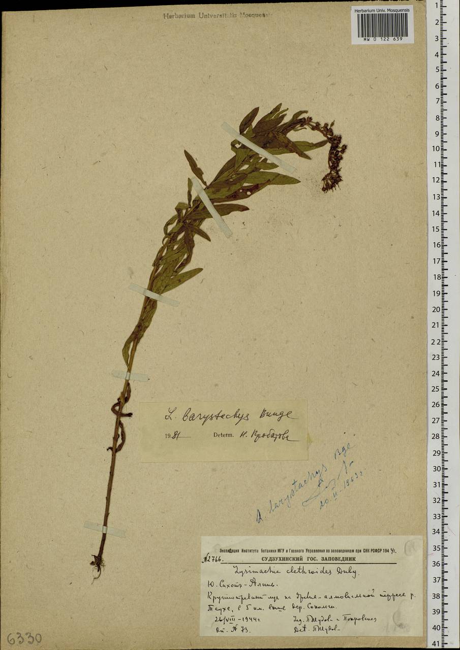 Lysimachia barystachys Bunge, Siberia, Russian Far East (S6) (Russia)