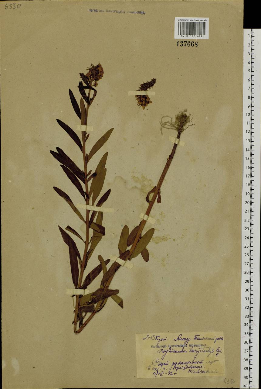 Lysimachia barystachys Bunge, Siberia, Russian Far East (S6) (Russia)