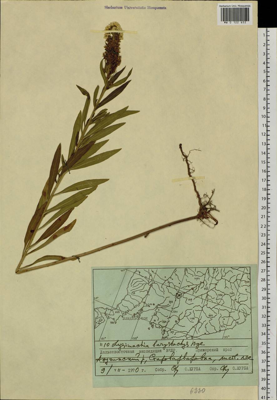 Lysimachia barystachys Bunge, Siberia, Russian Far East (S6) (Russia)