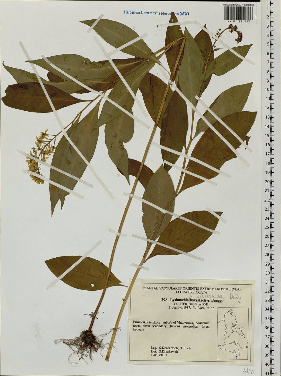 Lysimachia clethroides Duby, Siberia, Russian Far East (S6) (Russia)