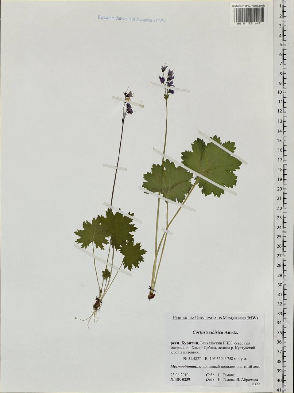 Primula matthioli subsp. sibirica (Andrz. ex Besser) Kovt., Siberia, Baikal & Transbaikal region (S4) (Russia)