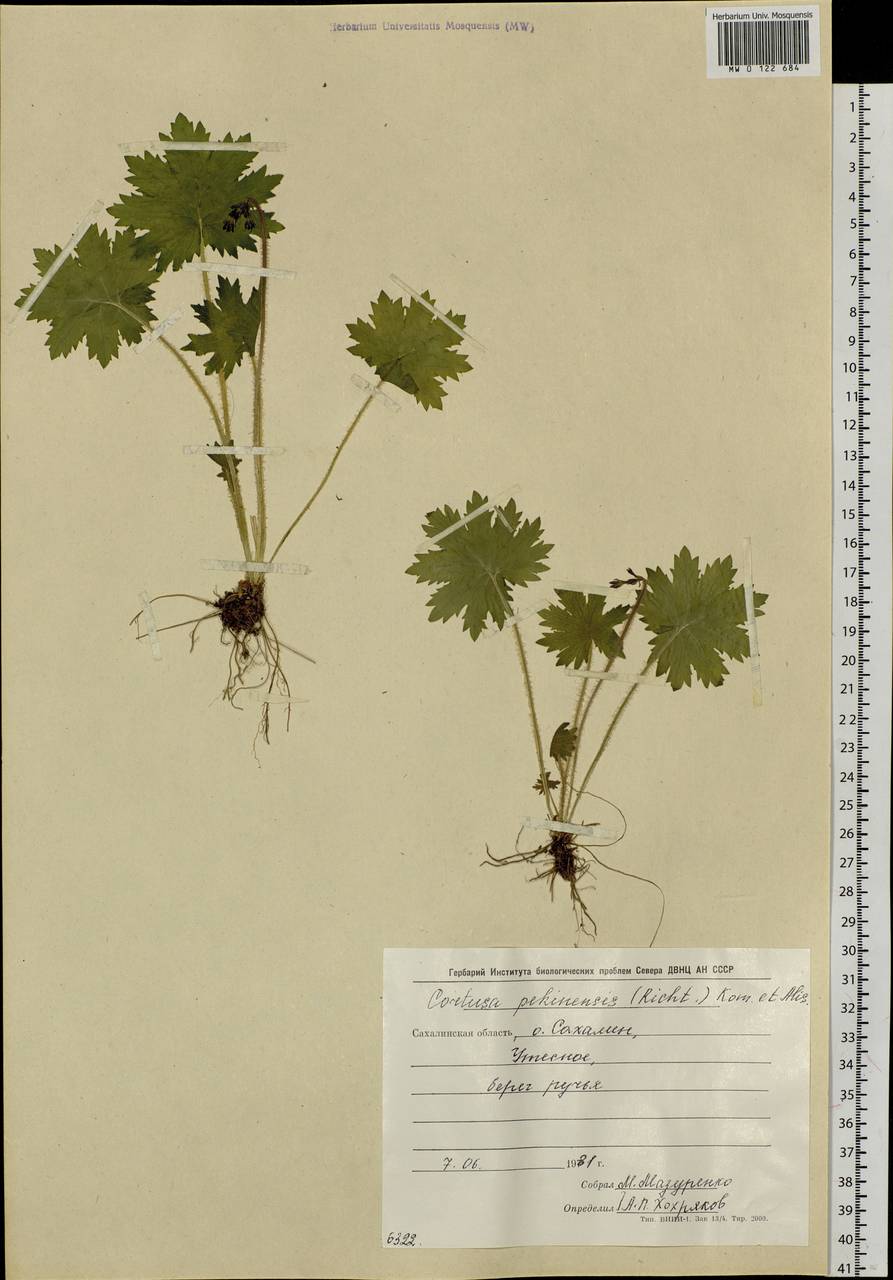 Cortusa matthioli var. sachalinensis (Losinsk.) T. Yamazaki, Siberia, Russian Far East (S6) (Russia)