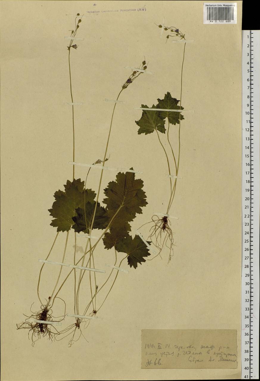 Primula matthioli subsp. matthioli, Siberia, Baikal & Transbaikal region (S4) (Russia)