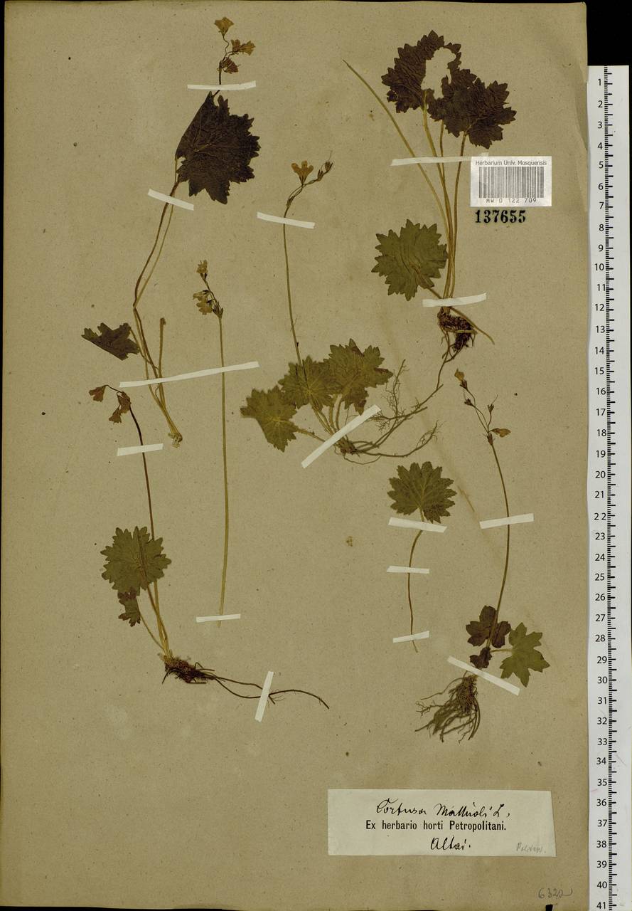 Primula matthioli subsp. matthioli, Siberia, Altai & Sayany Mountains (S2) (Russia)