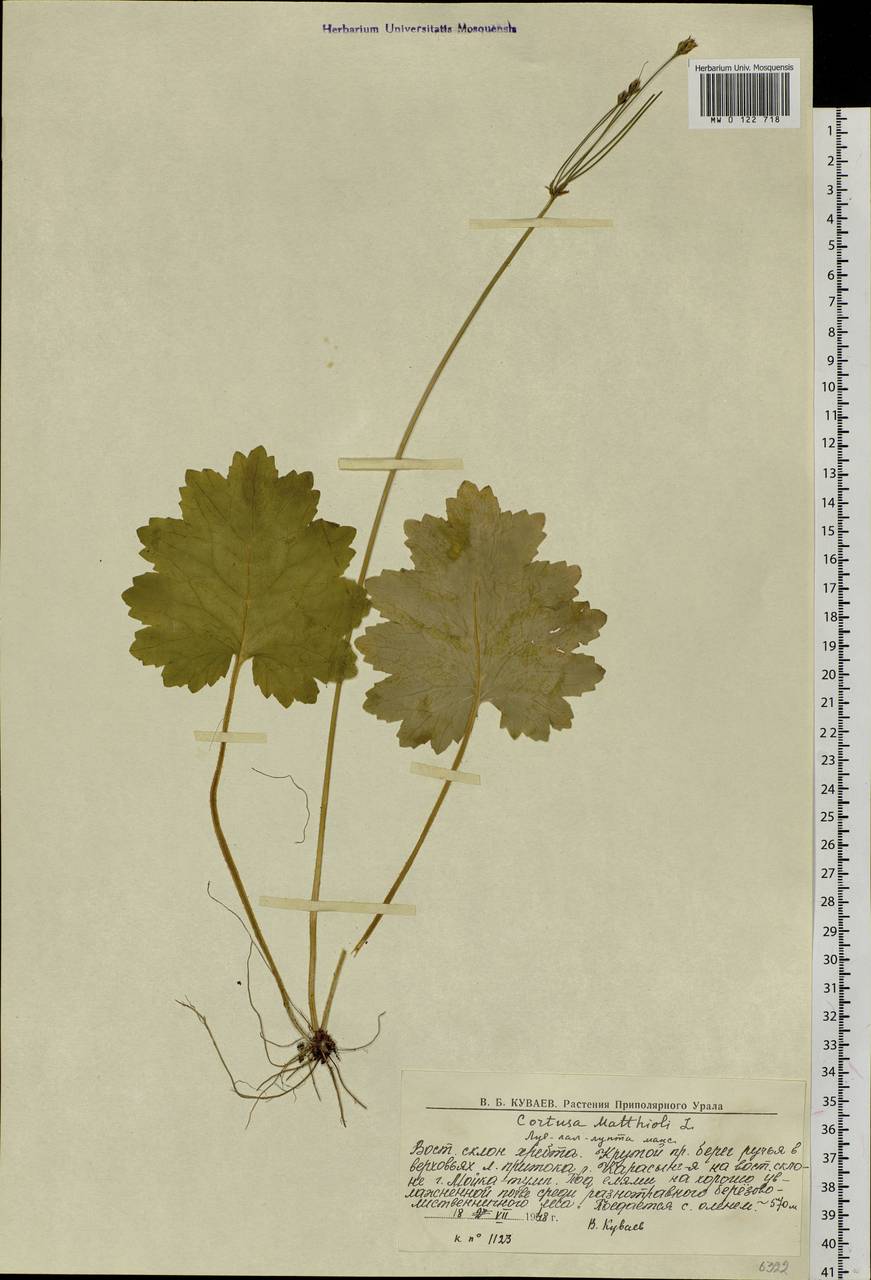 Primula matthioli subsp. matthioli, Eastern Europe, Northern region (E1) (Russia)