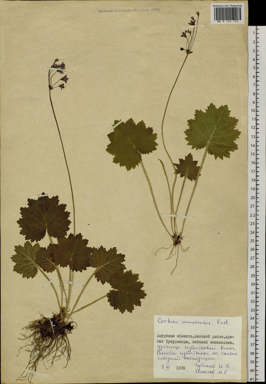 Primula matthioli subsp. sachalinensis (Losinsk.) Kovt., Siberia, Russian Far East (S6) (Russia)