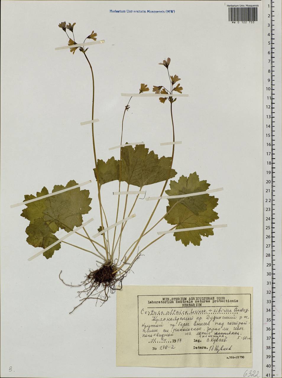 Primula matthioli subsp. altaica (Losinsk.) Kovt., Siberia, Central Siberia (S3) (Russia)