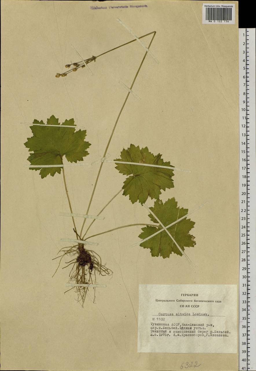 Primula matthioli subsp. altaica (Losinsk.) Kovt., Siberia, Altai & Sayany Mountains (S2) (Russia)