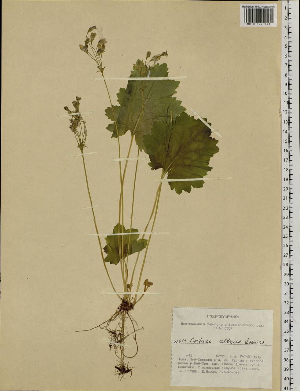 Primula matthioli subsp. altaica (Losinsk.) Kovt., Siberia, Altai & Sayany Mountains (S2) (Russia)