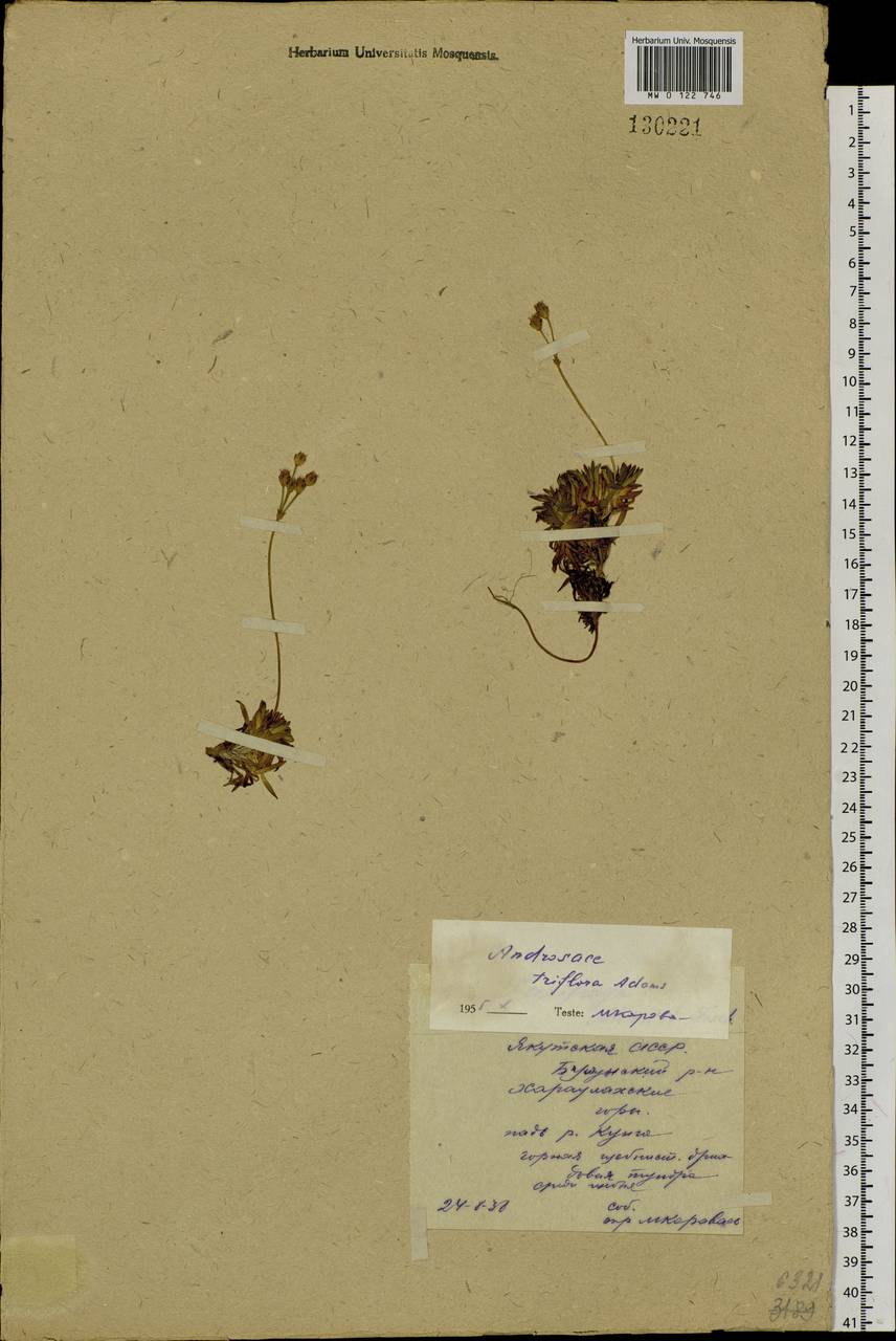 Androsace triflora Adams, Siberia, Yakutia (S5) (Russia)