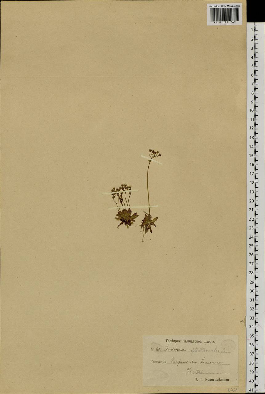 Androsace septentrionalis L., Siberia, Chukotka & Kamchatka (S7) (Russia)