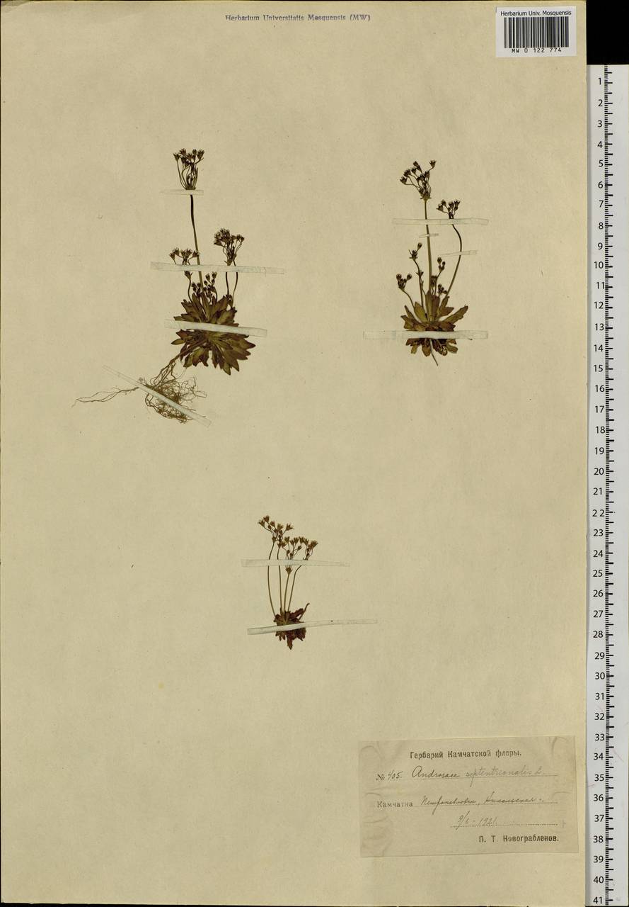 Androsace septentrionalis L., Siberia, Chukotka & Kamchatka (S7) (Russia)